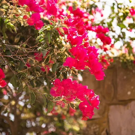 Pescettibobba B Semesterbostad Carloforte (Isola di San Pietro)